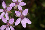 Redstem stork's bill